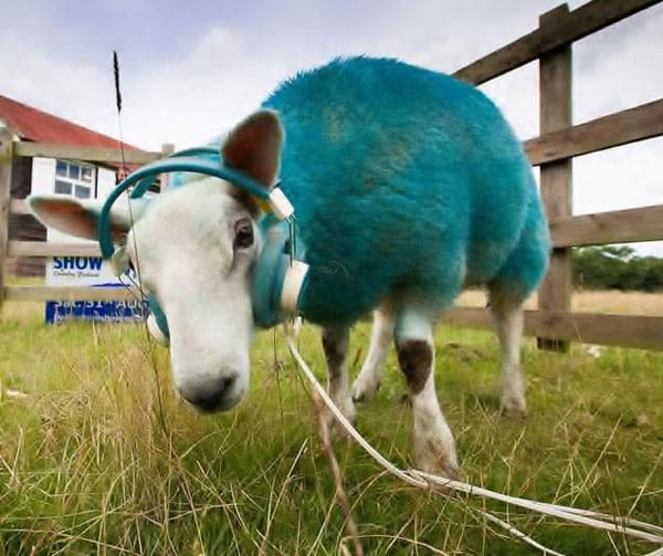 Bellingham show thumb